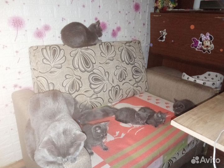 Помесные британцы