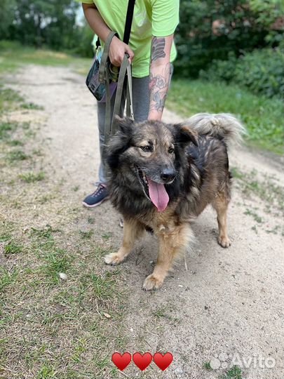 Собака в добрые руки