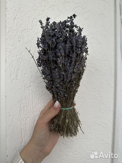 Лаванда сухоцвет