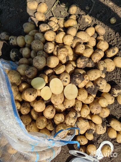 Картофель 2 сорт