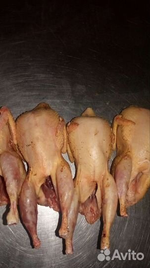 Перепела белые Техасские