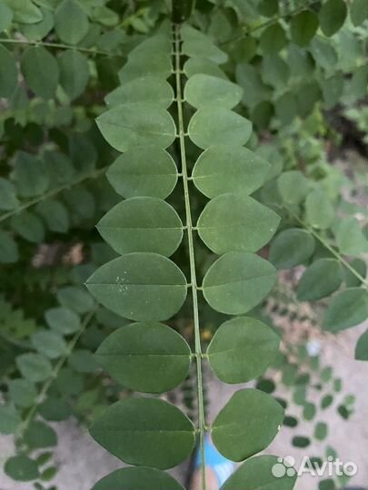 Софора японская