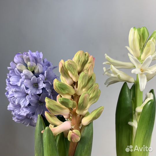 Гиацинт в горшке