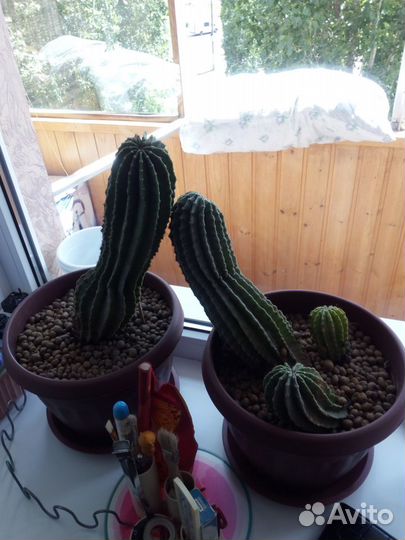 Большой кактус