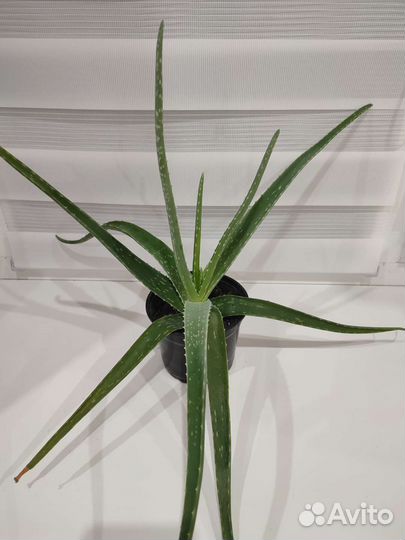 Комнатные цветы алоэ