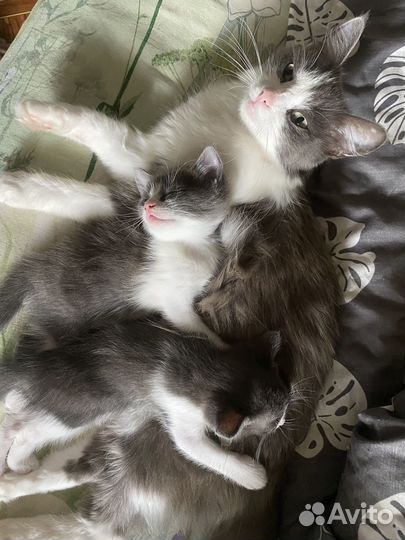 Котята в добрые руки