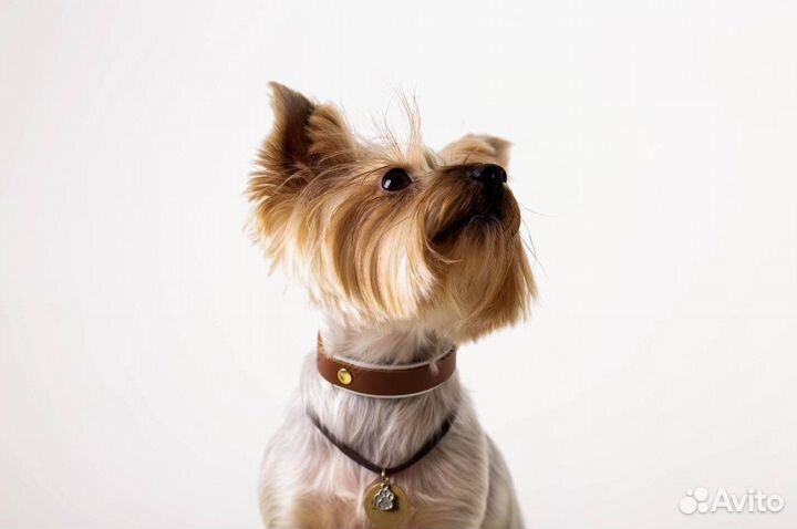 Ошейник для собак ручной работы