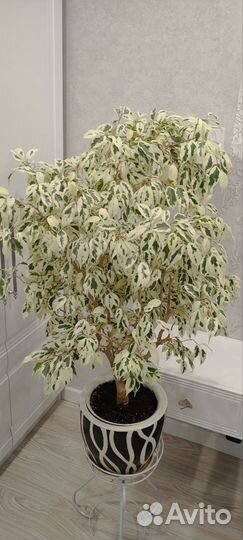 Фикус де Гантель