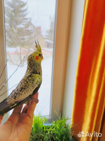 Попугай карелла птенцы