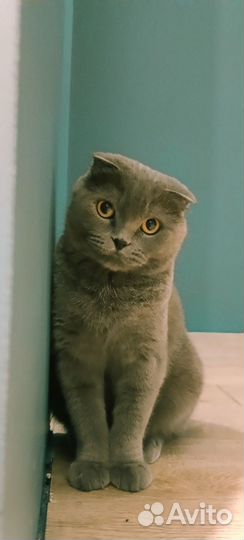 Продажа шотландских котят