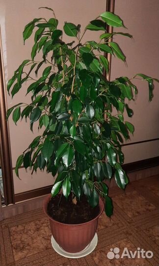 Фикус бенджамина большой