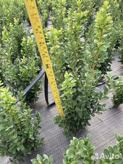 Самшит 30-35см