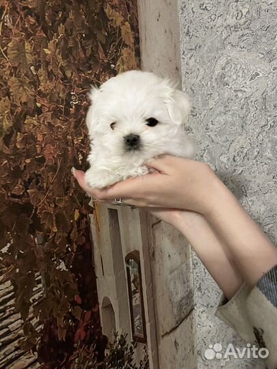 Щенки Мальтезе мини