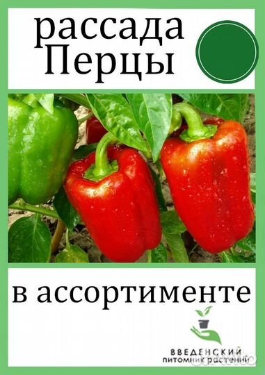 Рассада капусты