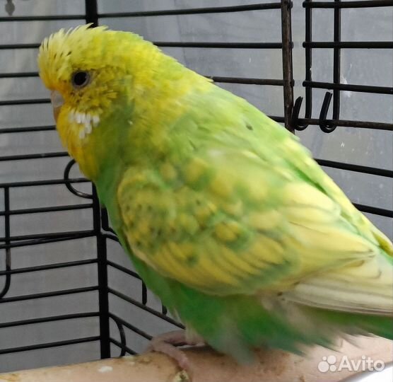 Ввп Чех Волнистый Попугай