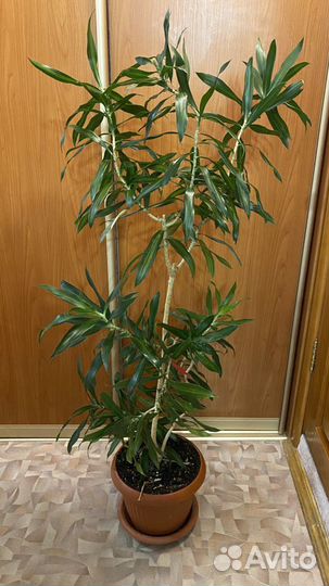 Дерево-цветок драцена