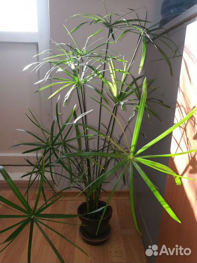 Цветы для дома