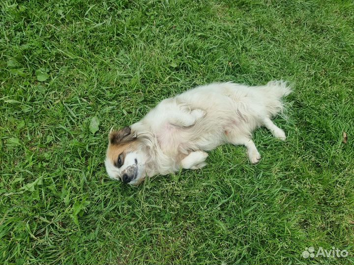 Собаченок ласковый и преданный в добрые руки