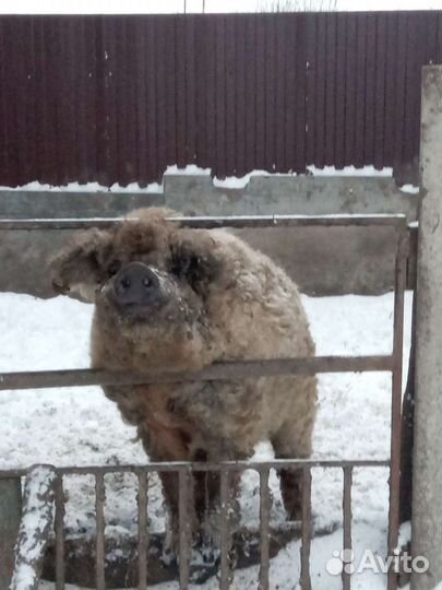 Чистопородный хряк венгерской пушистой мангалицы