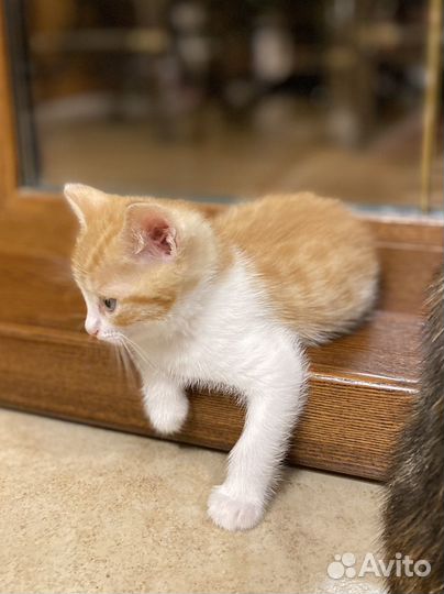 Рыжий котенок Девочка