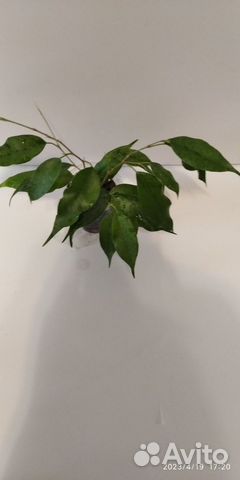 Фикус бенджамина