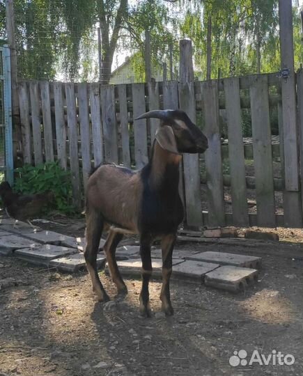 Козлик на племя