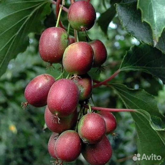 Актинидия (северное киви)