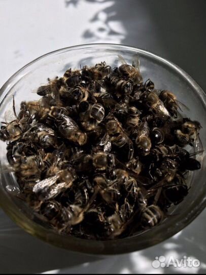 Пчелиный подмор