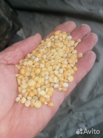 Горох кормовой,пшеница фуражная