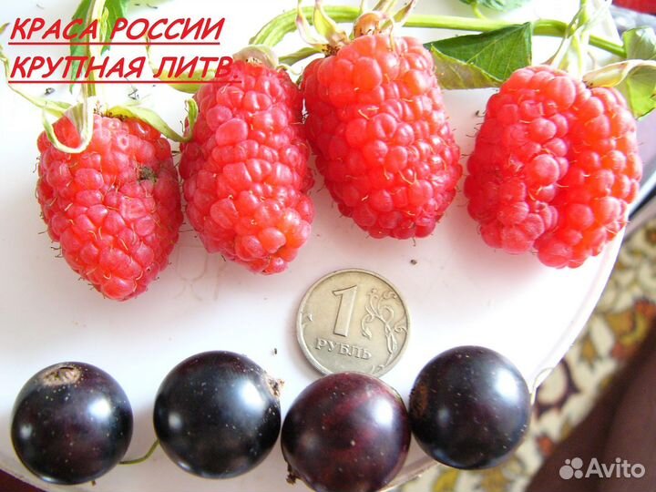 Супер саженцы малины для Урала и Сибири