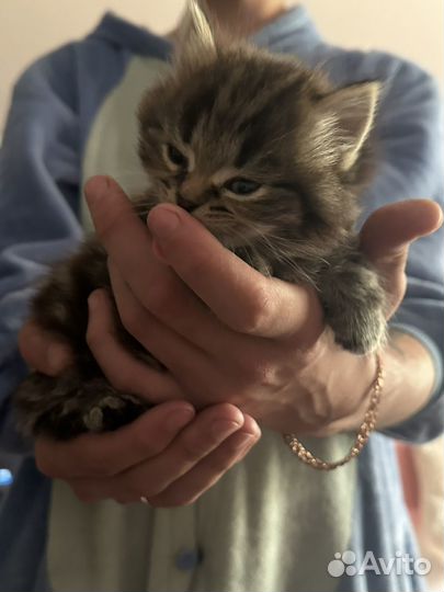 Отдам кошечек