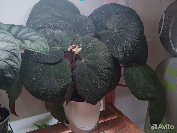 Бегонии декоративнолиственные