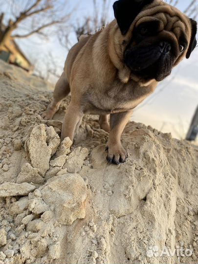 Мопс вязка мальчик
