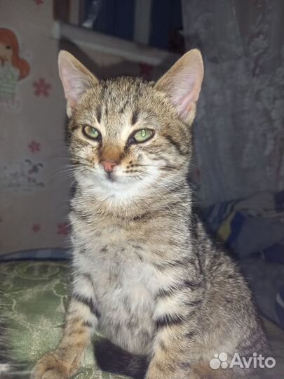 Котята
