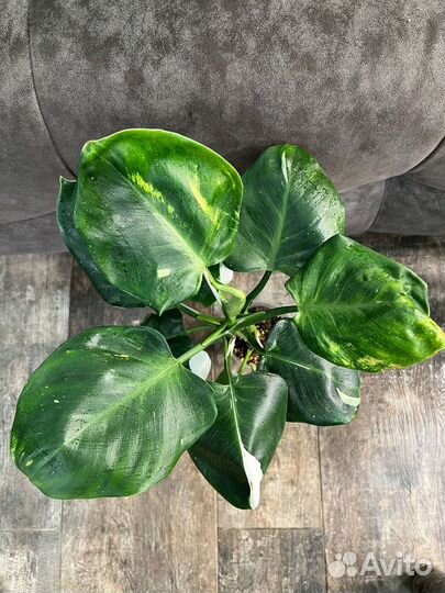 Филодендрон Белый Рыцарь и Белый Волшебник