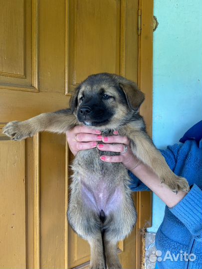 Щенки в хорошие руки