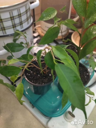 Комнатные растения