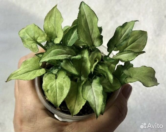 Сингониум Fairy wings/ Крылья феи