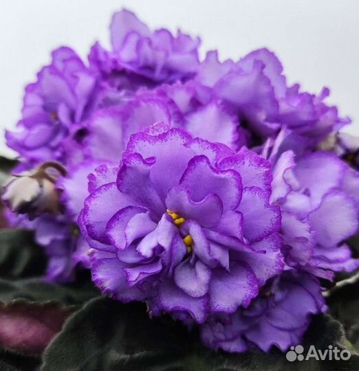 Фиалка (листы с детками)