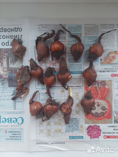 Безвременник луковицы