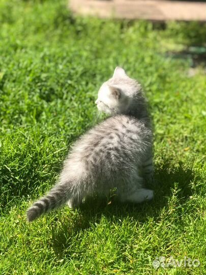 Британская кошечка