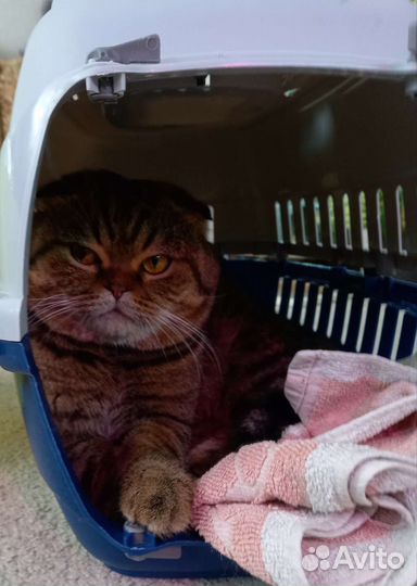 Британские котята