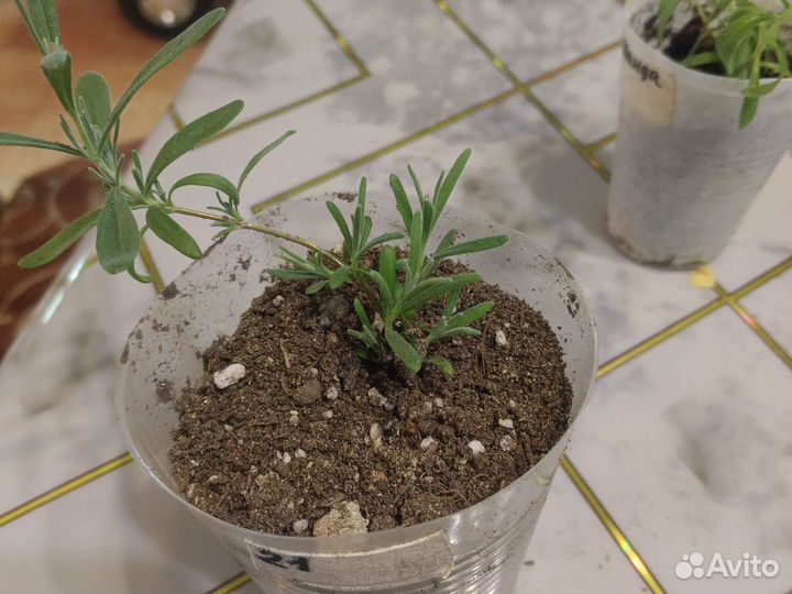 Рассада лаванды