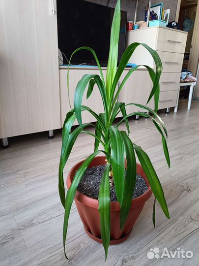 Пальма юкка