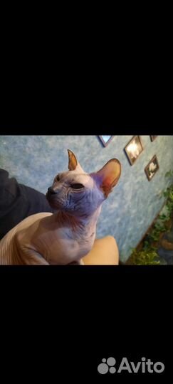 Случка кота