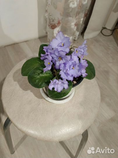 Комнатные растения