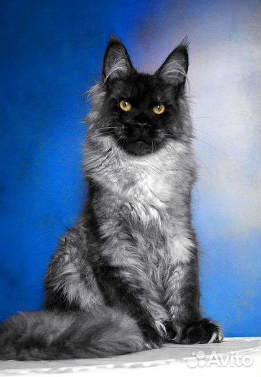 Арчибальд Мейн-кун