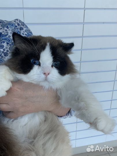 Prometheus, рэгдолл, Интер чемпион, мальчик, 1 год