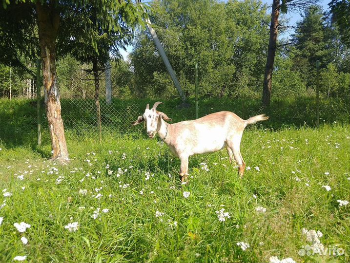 Англо нубийские козы