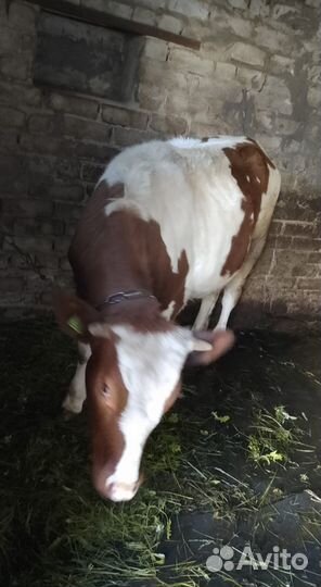 Телочка айширская